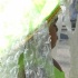 broward_carnival_2006_pt1-031