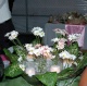girl_power_2006-085