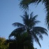 sunny_side_up_2007-006
