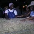 gyal_farm_ny_apr08-035