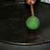 gyal_farm_ny_apr08-042