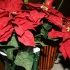 soca_parang_dec20-039