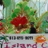 tampabay_carnival_2008_sun-082
