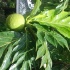 crack_of_dawn_aug1-064