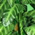 green_lounge_night_club_launch_dec4-026