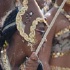miami_broward_jr_carnival_oct4-042