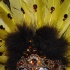 bachanal_mas_bandlaunch_2010-053