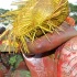 beach_jouvert_2010_apr3-041