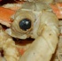 bisque_jan17-076
