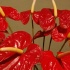 black_gold_oct8-028