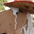 cocoa_devils_2010_part2-146
