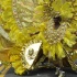 dc_carnival_2010_pt2-082