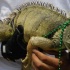 dc_carnival_2010_pt3-101