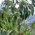 3-blue_mountain-022