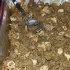 radica_2010-058