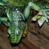 wild_in_the_jungle_jul31-003