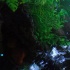 wild_in_the_jungle_jul31-012