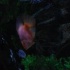 wild_in_the_jungle_jul31-013