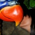 wild_in_the_jungle_jul31-028