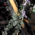 wild_in_the_jungle_jul31-036