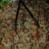 pan_fete_2011_apr27-035