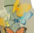 flutter_jul24-012