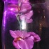 nuvo_pink_launch_apr2-128