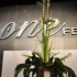 one_fete_2011_part1-002