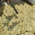 shades_2011-005