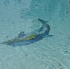 shades_2011-010