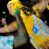 mix_nutz_2012_part1-016