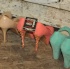 mawnin_neighbor_2012_may27-059