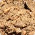 boujoix_jan15-125