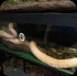 island_local_save_turtle_mar4-012