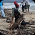 island_local_save_turtle_mar4-015