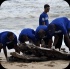 island_local_save_turtle_mar4-066