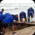island_local_save_turtle_mar4-075