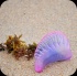 island_local_save_turtle_mar4-076