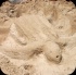 island_local_save_turtle_mar4-128