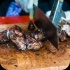 soca_family_bbq_lime-095