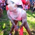 am_bush_2013-076