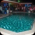 chow_chow_2013-057