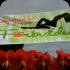 hcf_parade_2014-100