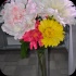 sugarcane_blossom_2014-018