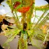 tribe_carnival_tuesday_2014_pt5-133